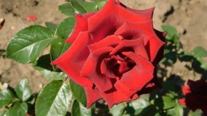 22==09==2025  ПВН  КМР   (66)