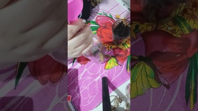 Настойка Пчелиный подмор смотреть онлайн