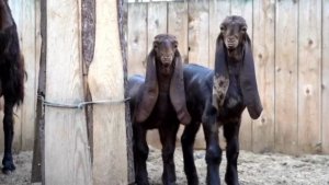 Козлята камори🐐