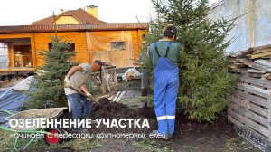 Озеленение участка: пересадка крупных елей