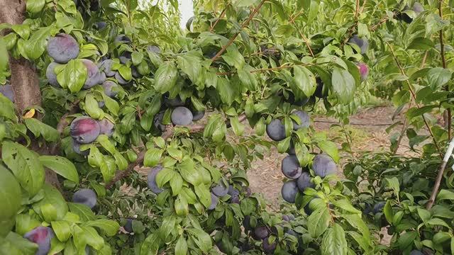 слива Анджелино смотреть онлайн