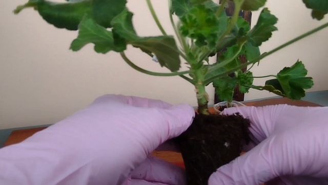 v16*"Новенькие" в коллекции. Перевалка черенков.