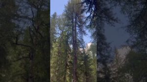 Вести с Таёжной пасеки август 25.