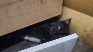 кошка грызёт мебель - 2