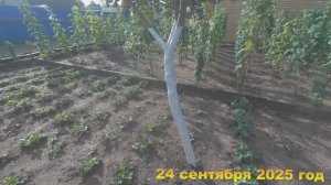 7 соток. Зачем хожу в лес и Зачем крашу деревья осенью. Хроника 24 сентября 2025 год