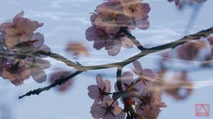 Прп. Исихия слово о трезвении и молитве ч.8