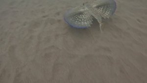 Рыба-крылатка (Pterois miles) Адриатическое море.Побережье Черногории