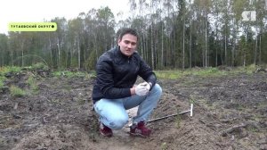 9 тысяч елей за один день высадили в Тутаевском округе