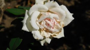 22==09==2025  ПВН  КМР   (123)