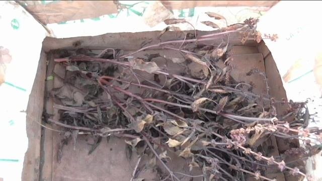 Собрал семена базилика