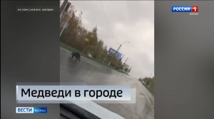 Жители Коми снова сообщают о выходе медведей