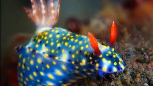 Жители - подводного мира ! (4)