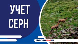 В Сочи провели учет серн и туров