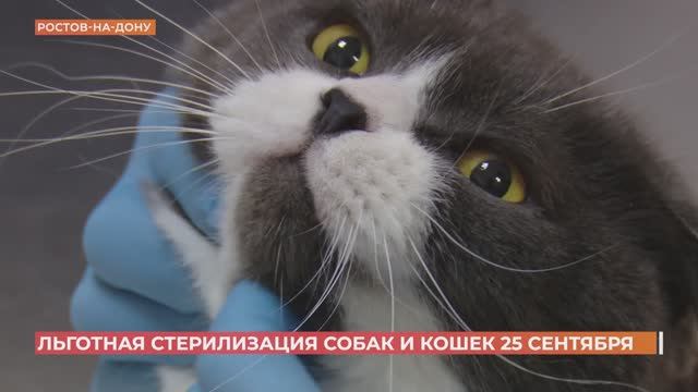 25 сентября - день льготной стерилизации кошек и собак в Ростовской области
