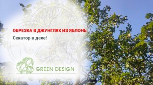 Обрезка в джунглях из яблонь