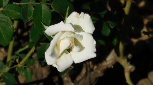 22==09==2025  ПВН  КМР   (116)