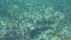 промысел морского ежа,морской ёж