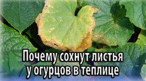 Почему сохнут листья у огурцов в теплице