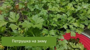 Как заготовить петрушку на зиму?