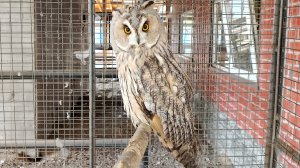 Страусиная ферма, зоопарк, свинка , осень, сова, сурикаты, ястребы, верблюды, енот