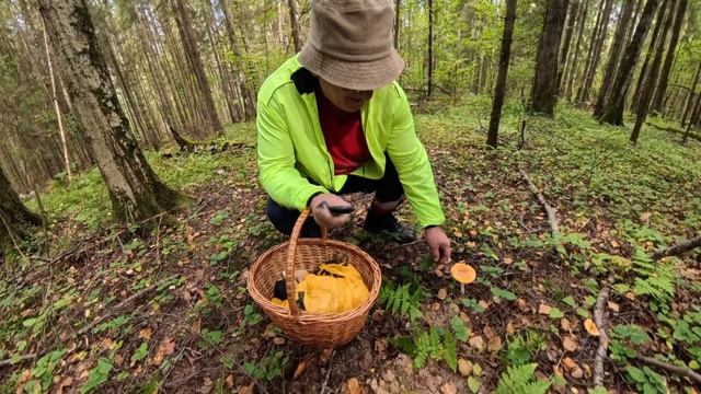 грибочки