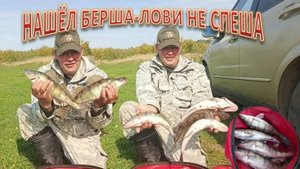 На рыбалке ТАК! НАШЁЛ БЕРША-ЛОВИ НЕ СПЕША!
