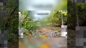 Отряд "Анвар" зачищает буферную зону Сумской и Черниговской областей