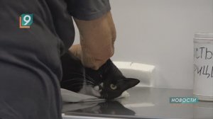 Сезонная программа бесплатной вакцинации домашних животных продолжается в Старом Осколе