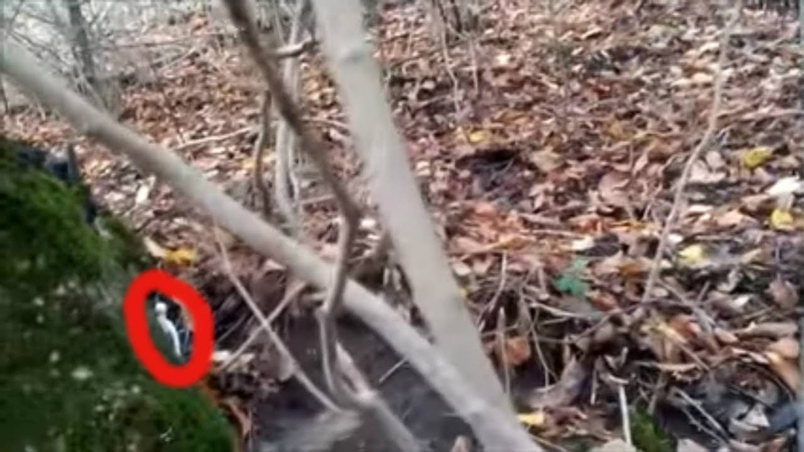 Гном напугал туриста в лесу и снят на камеру - Странное существо пряталось смотреть онлайн