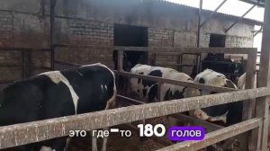 Быки голштинской породы в Калининграде
