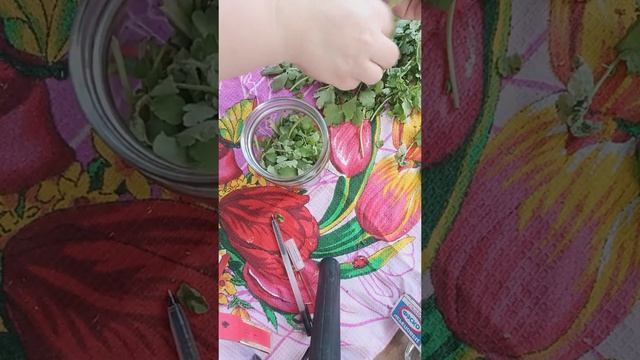 Настойка чистотела смотреть онлайн