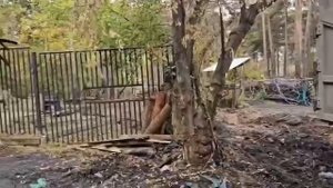 После пожара в Новосибирском зоопарке!