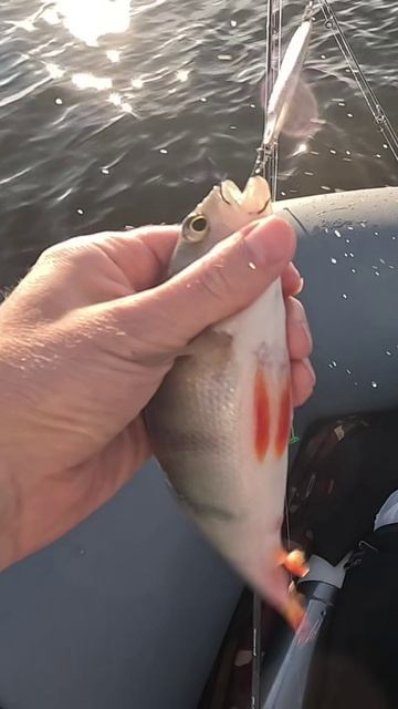 Окунь на жереховую оснастку