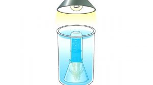 Опыт по образованию кислорода зелеными растениями