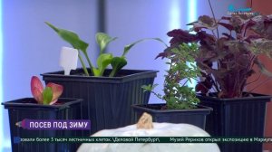 Что посадить на даче осенью?