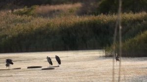 Новороссийск.  Цапли рядом с нами