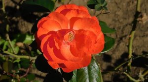 22==09==2025  ПВН  КМР   (98)