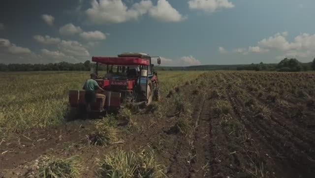 МАСШТАБНОЕ ПРОИЗВОДСТВО СЕВЕРНОГО ЧЕСНОКА В РОССИИ смотреть онлайн