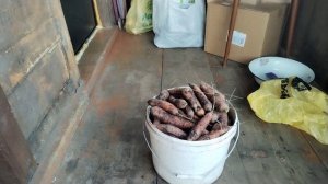 Сбор урожая продолжается. Обрезка кустарников. Заготовки спустила в подполье.