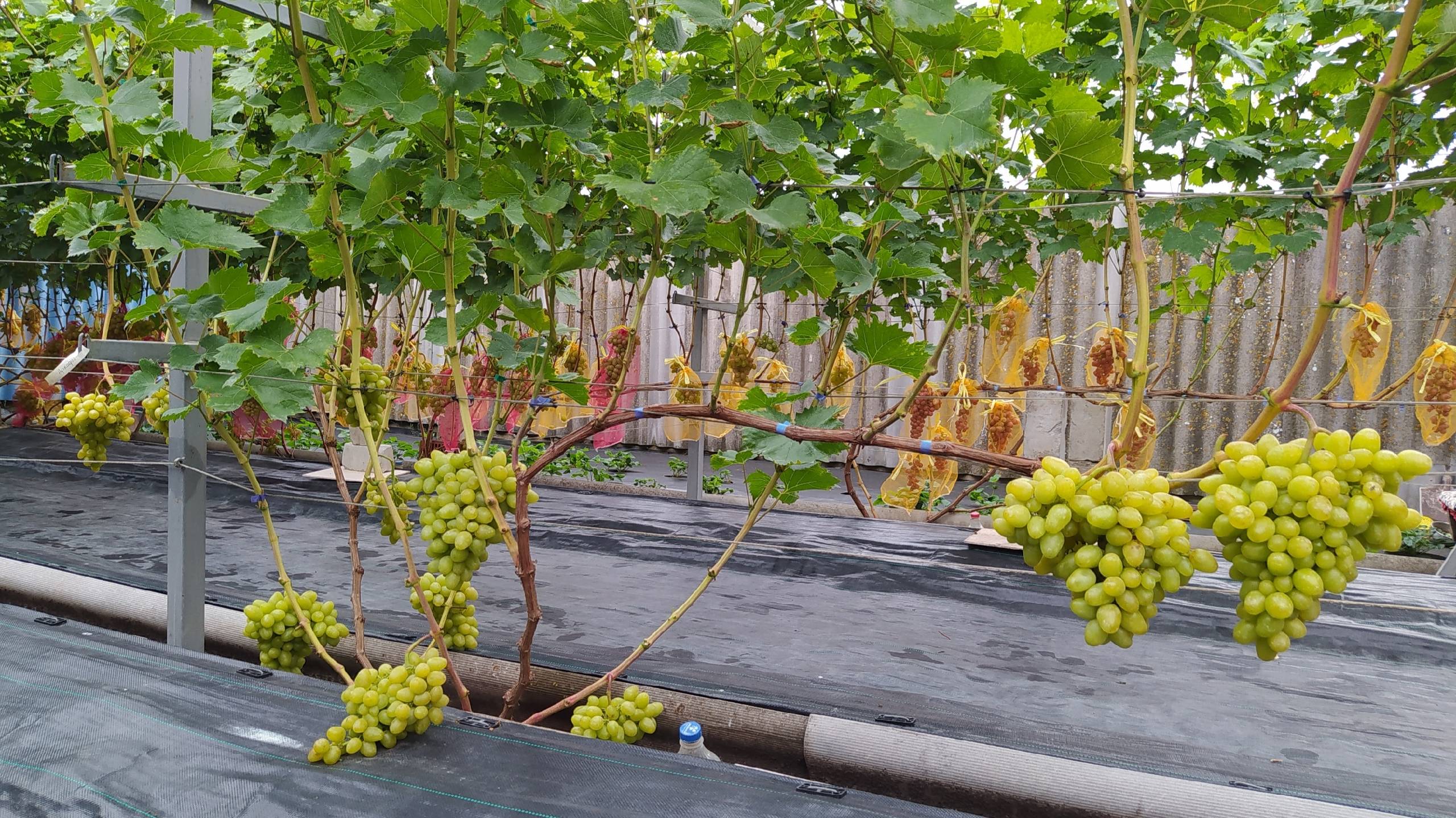 Работы на винограднике в период созревания ягод 2025. Погода внесла свои коррективы!?