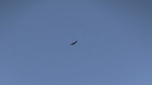 Орёл В небе кружит.