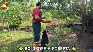 Содержание кур в домашних условиях и других птиц во дворе у Роберта 🐣🐤🦆🐔🪿🦃 (260)