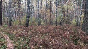 В лесу: о профессиональном выгорании - от бега до программирования. Как бегун может ненавидеть бег