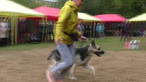 Жеймо из НД