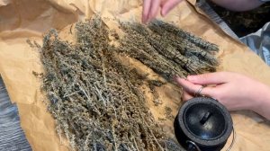 Полынь лимонная и горькая. Сравниваю травы и прожигаю скрутку.