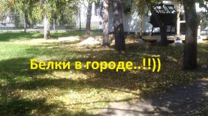 Белки в городе! Пора ставить на довольствие!!!