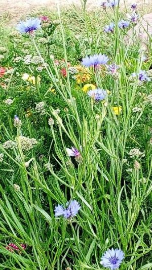 Василёк (фрагмент мелодии)