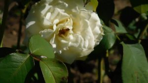 22==09==2025  ПВН  КМР   (103)