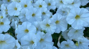 Вспоминаем лето!