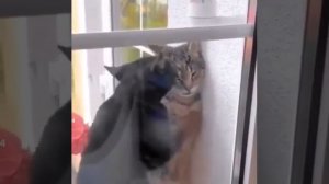 Нападение черного арбузера